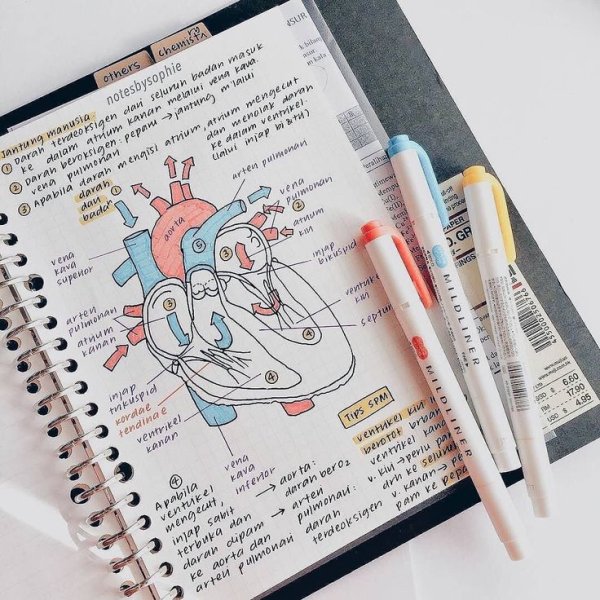 Конспекты по анатомии