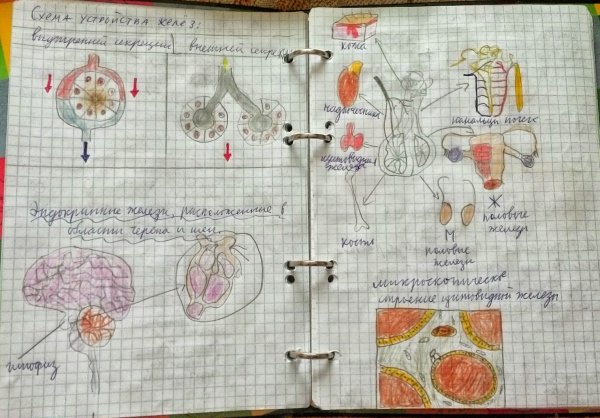 Красивые конспекты по биологии