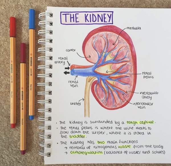 Оформление конспектов по биологии