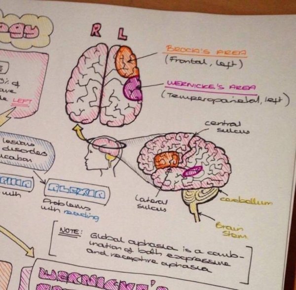 Конспекты по анатомии с рисунками