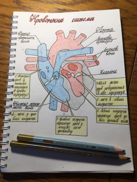 Красивые конспекты по анатомии