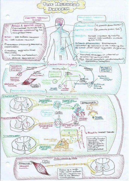 Красивые конспекты по медицине