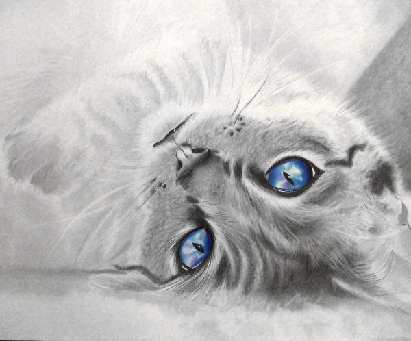 Картины карандашом