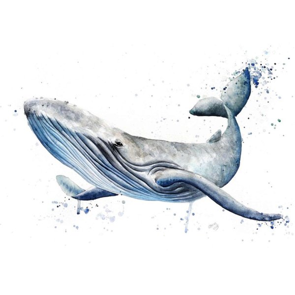 Кит рисунок