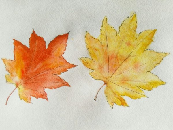 Рисование из кленовых листьев