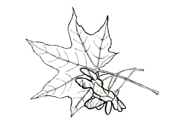Кленовый лист раскраска