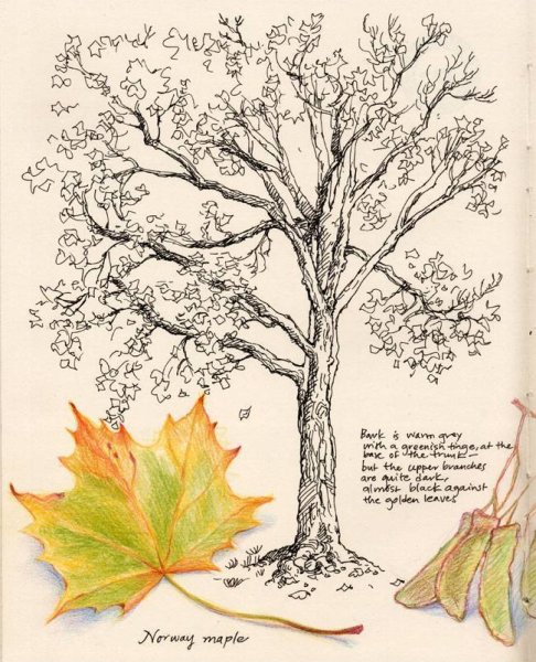 Зарисовки клена