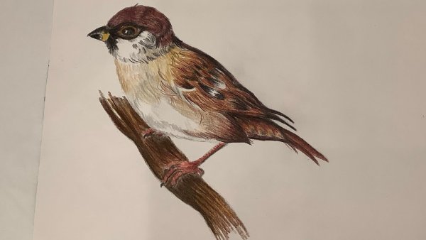 Пуганный Воробей