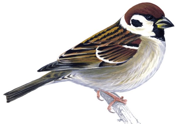 Воробей для детей