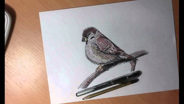 Раскрасить воробья карандашами
