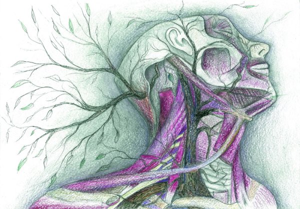 Красивые рисунки по анатомии