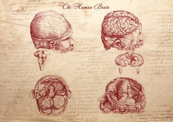 Анатомический атлас Леонардо да Винчи