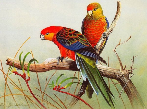 Эрик Шепард птицы