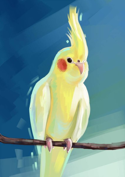 Попугай корелла рисунок