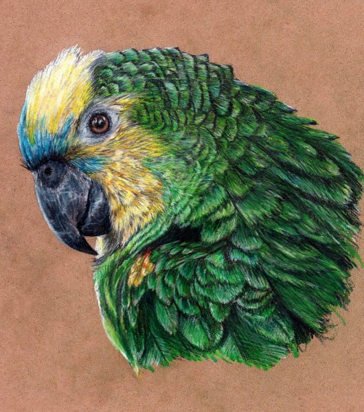 Попугай цветными карандашами