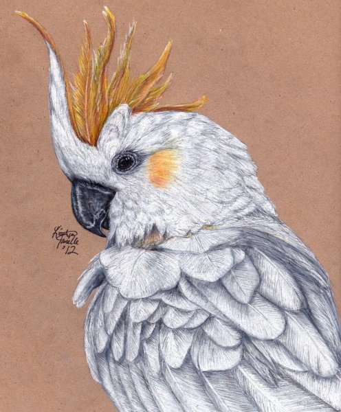 Попугай цветными карандашами