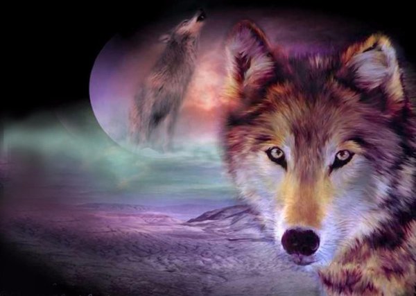 Статусы с волками