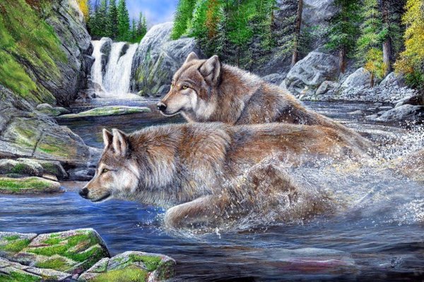 Два белых волка