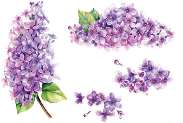 Сирень акварелью