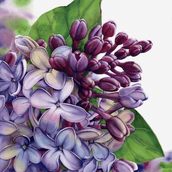 Сирень Ботаническая иллюстрация