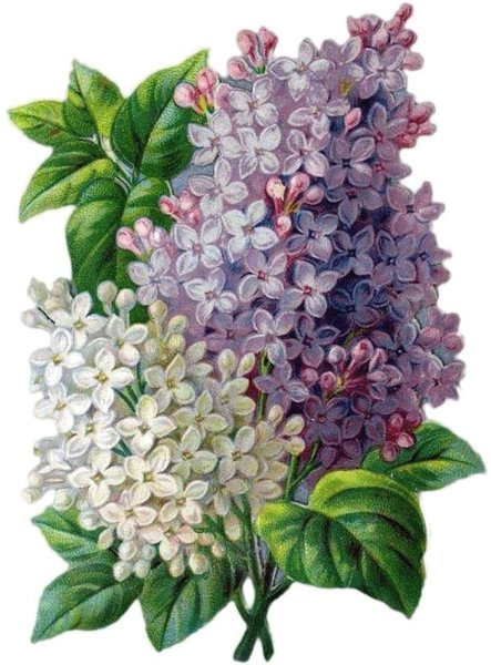 Ботаническая живопись сирень