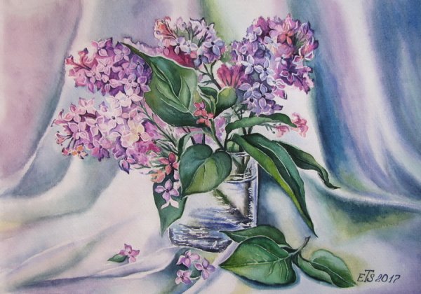 Сирень карандашом