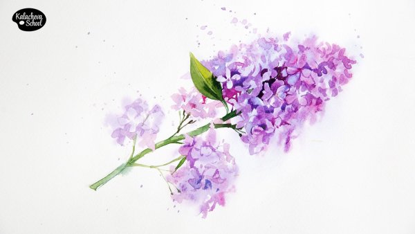 Калачёва акварель сирень