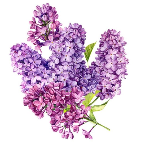 Сирень картинка для детей