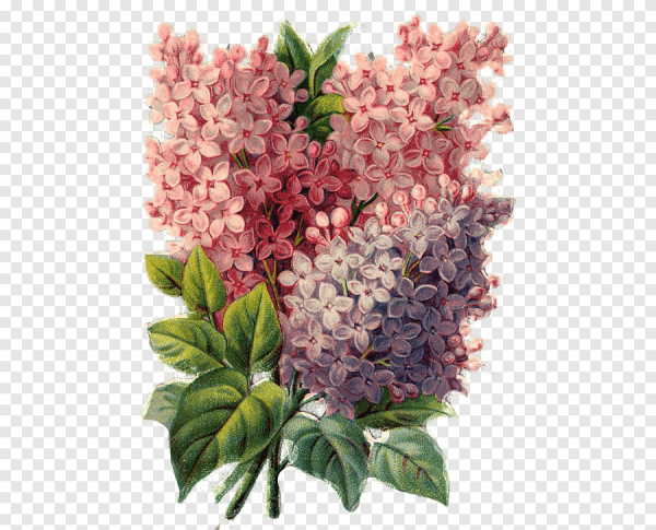 Куст сирени вектор