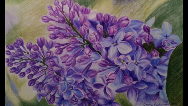 Сирень рисунок