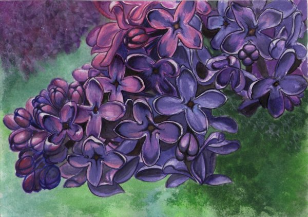 Сирень рисунок