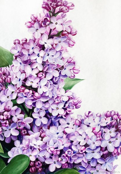 Веточка сирени акварель