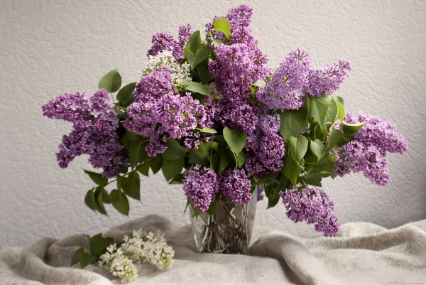 Сирень Анри Робер