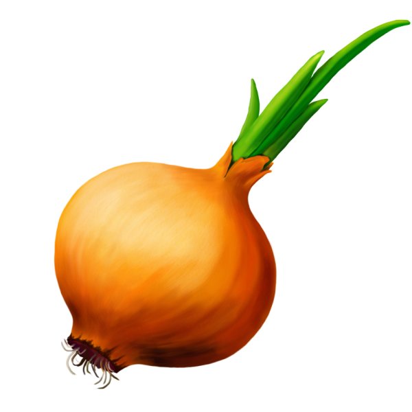Лук репчатый на белом фоне