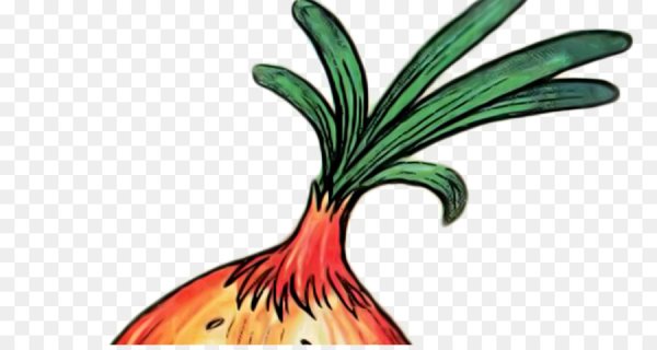 Лук репчатый в разрезе