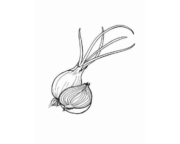 Лук рисунок на белом фоне