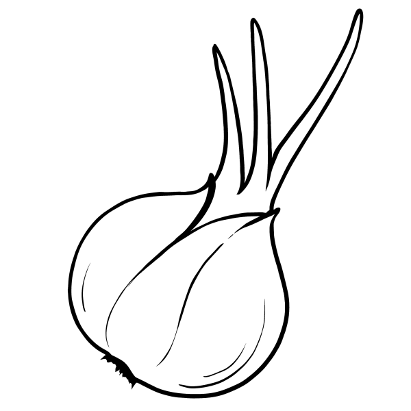 Лук репчатый вектор