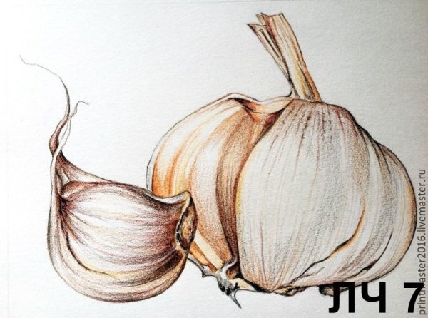 Лук раскраска