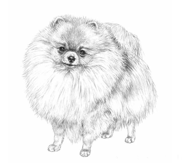 Щенки шпица