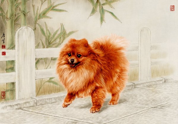 Померанский шпиц акварелью