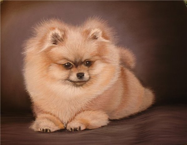 Красивые рисунки шпица