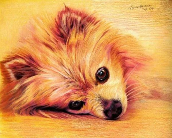 Шпиц цветными карандашами