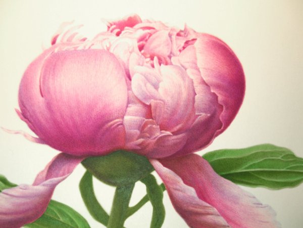 Картина пион Сингатулин