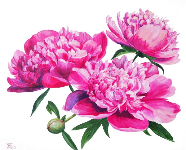 Chun Xiao пионы