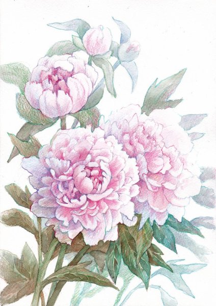 Пионы акварель Базанова