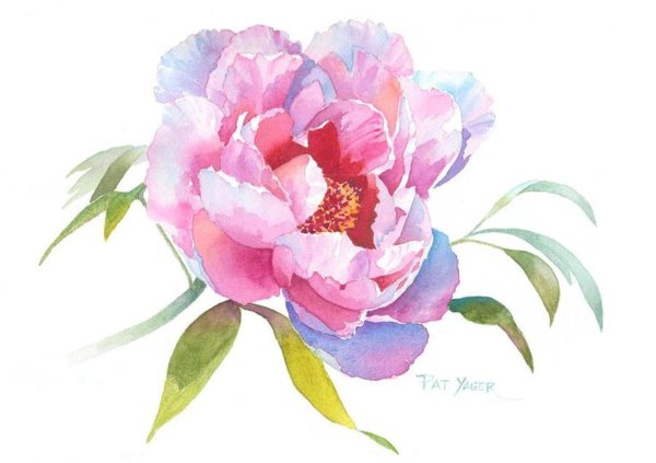Пионы акварель