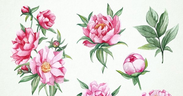 Композиция из пионов и других цветов рисунок