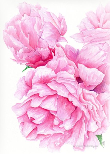 Пудровые пионы акварель