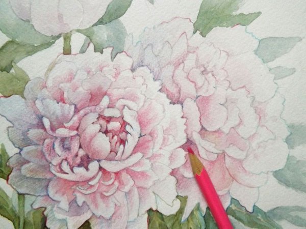 Пион акварелью Cathy Hillegas