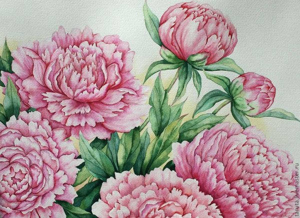 Пион Мадлен Тереза